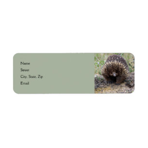 Mignonne Echidna d'Australie