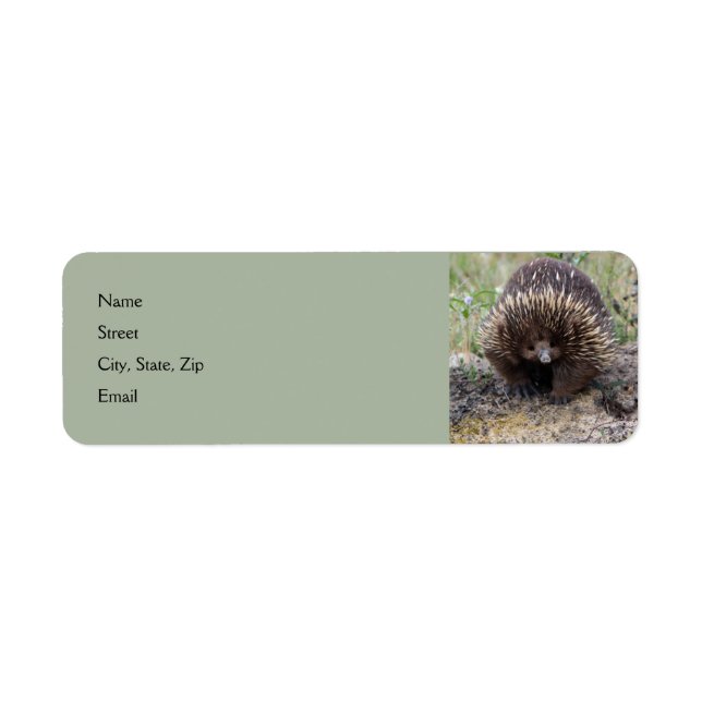 Mignonne Echidna d'Australie (Devant)