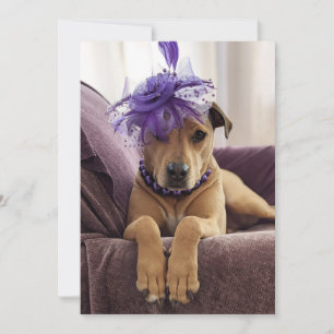 Mignonne robe de Carte photo chien