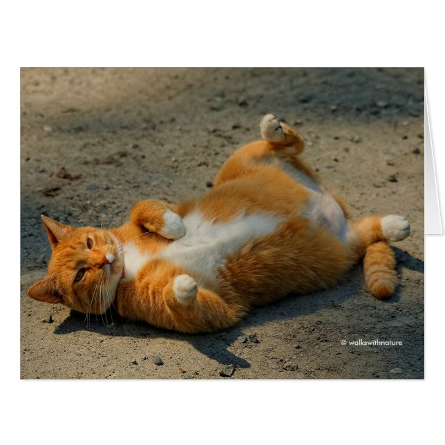 Mignonne Shadowboxing Orange Tabby Chat dans le Gr (Devant horizontal)