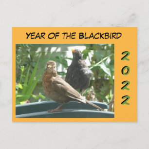 Mignons Blackbirds Pair Année 2022 Coupe. Carte po