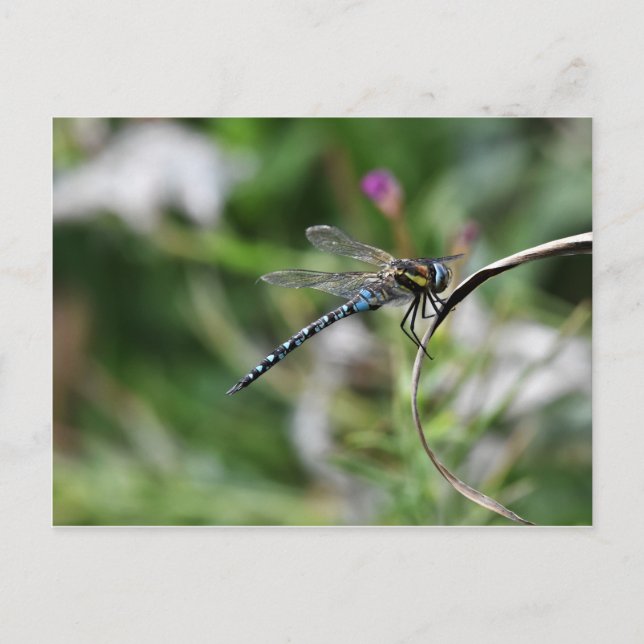 Migrant Hawker Dragonfly Postcard (Front)