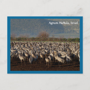 Migrating Birds Postcard