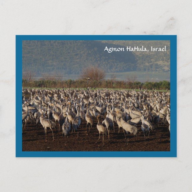 Migrating Birds Postcard (Front)