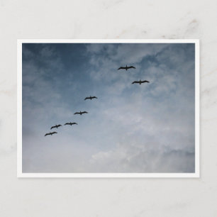 Migrating Geese in V-Formation Postcard