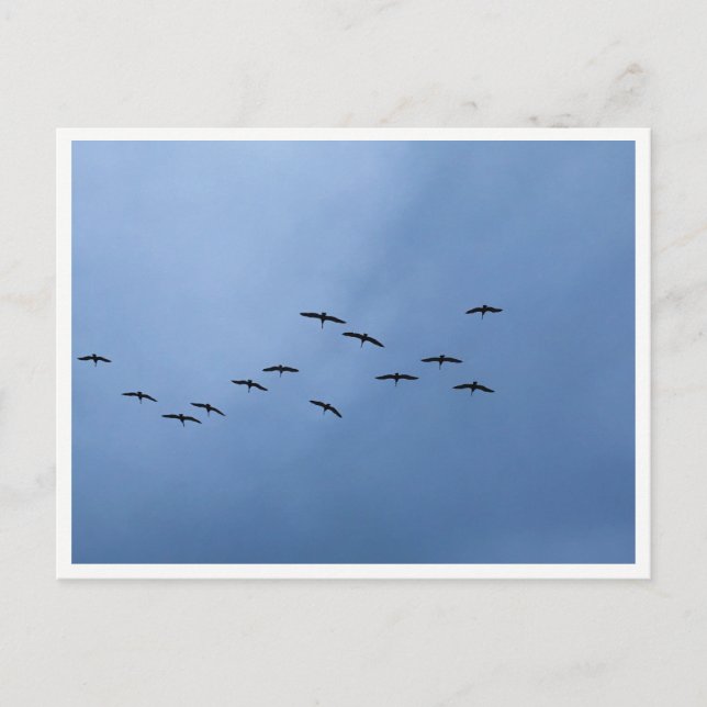 Migrating Geese in V-Formation Postcard (Front)