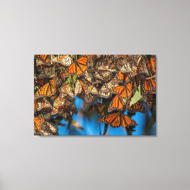 Migrating monarch butterflies cling to leaves canvas print (Front)