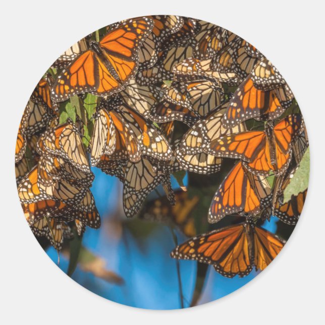 Migrating monarch butterflies cling to leaves classic round sticker (Front)
