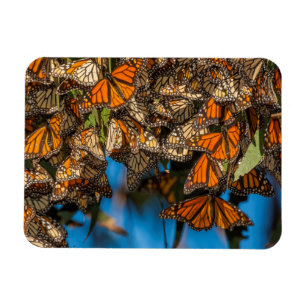 Migrating monarch butterflies cling to leaves magnet