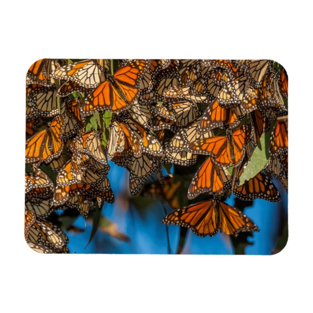 Migrating monarch butterflies cling to leaves magnet (Horizontal)