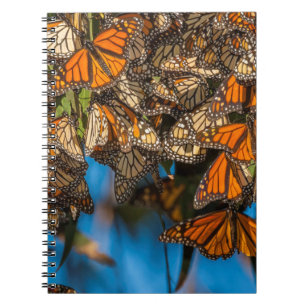 Migrating monarch butterflies cling to leaves notebook