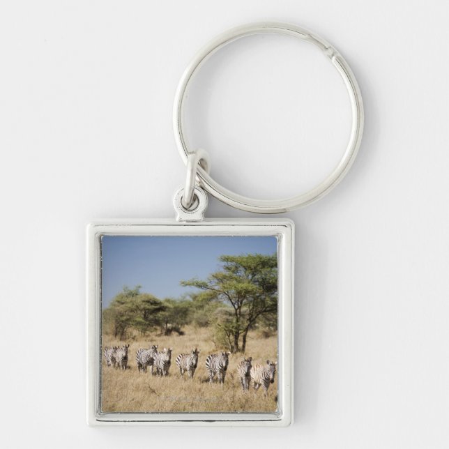 Migrating zebra, Tanzania Keychain (Front)