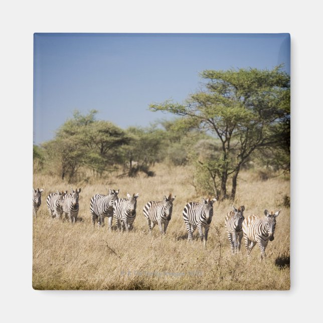 Migrating zebra, Tanzania Magnet (Front)