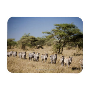 Migrating zebra, Tanzania Magnet