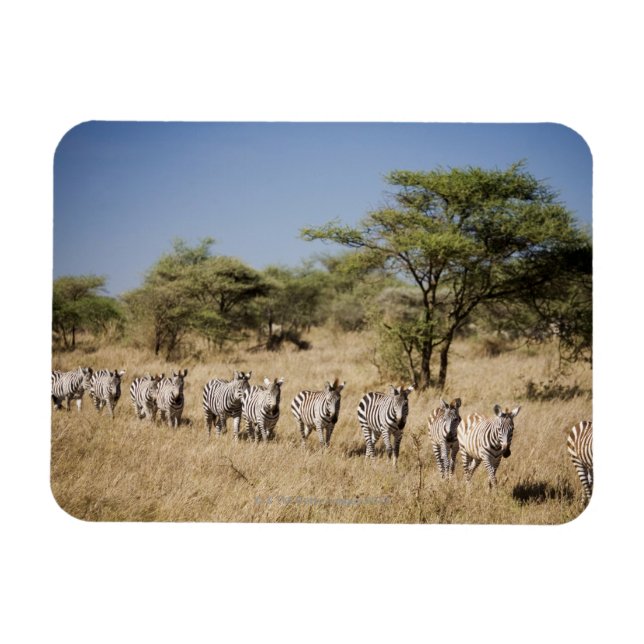 Migrating zebra, Tanzania Magnet (Horizontal)