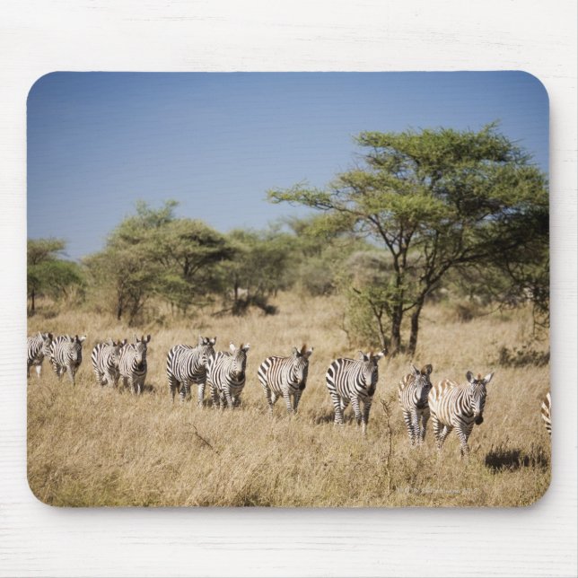 Migrating zebra, Tanzania Mouse Pad (Front)