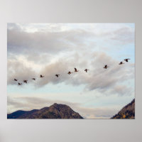Migration of the Birds // Nature Photography