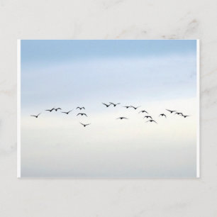 migratory birds postcard