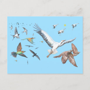 Migratory birds tracing their flights Illustration Holiday Postcard