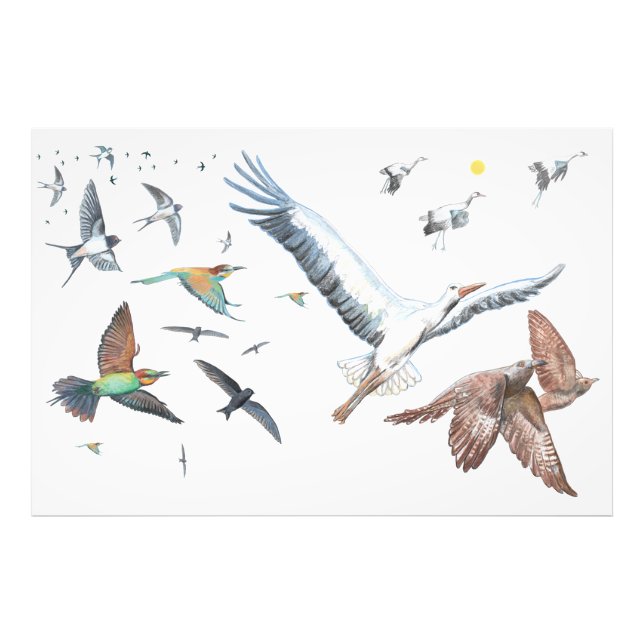 Migratory birds tracing their flights Illustration Photo Print (Front)