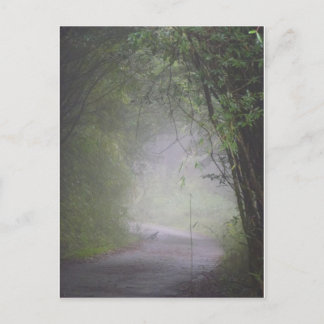 Mikado pheasant postcard