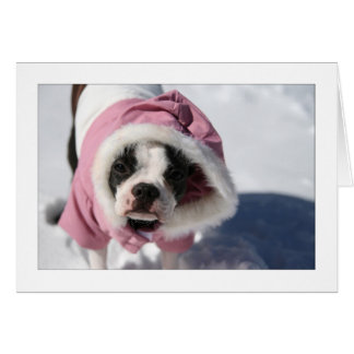 Miley dans la neige