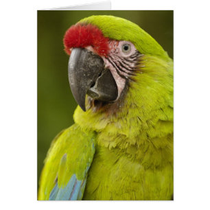 Military Macaw