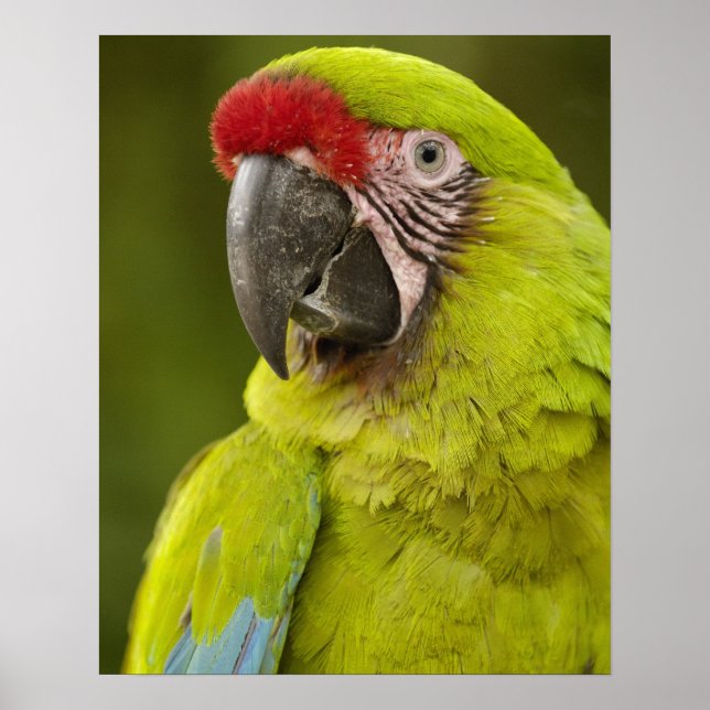 Military macaw (Ara militaris) CAPTIVE. Amazon Poster (Front)