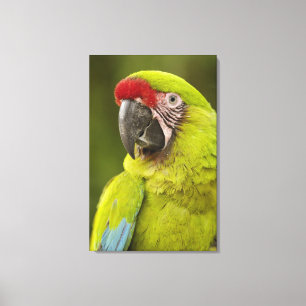 Military Macaw Canvas Print