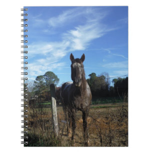 Milk Chocolate Brown Horse in Blue Notebook