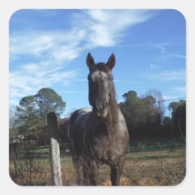 Milk Chocolate Brown Horse in Blue Square Sticker (Front)