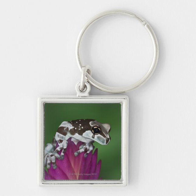 Milk Frog, Trachycephalus resinifictrix Keychain (Front)