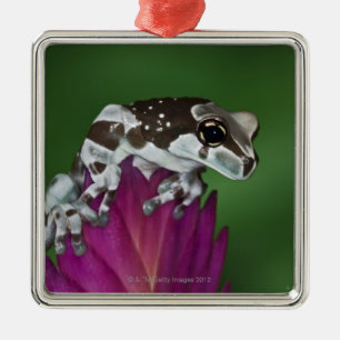 Milk Frog, Trachycephalus resinifictrix Metal Ornament