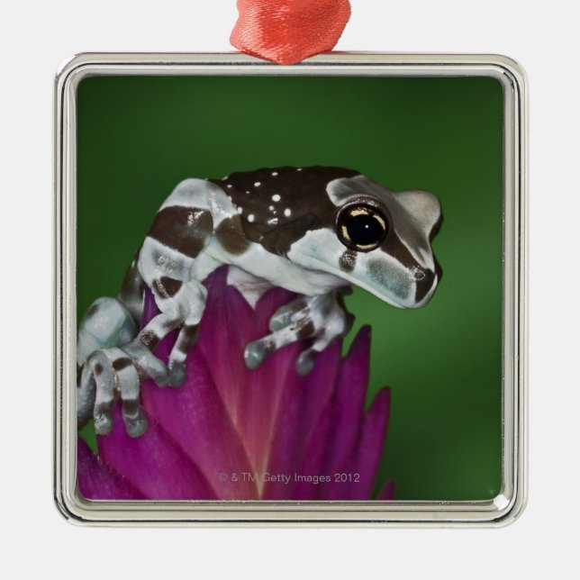 Milk Frog, Trachycephalus resinifictrix Metal Ornament (Front)