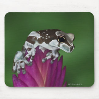 Milk Frog, Trachycephalus resinifictrix Mouse Pad