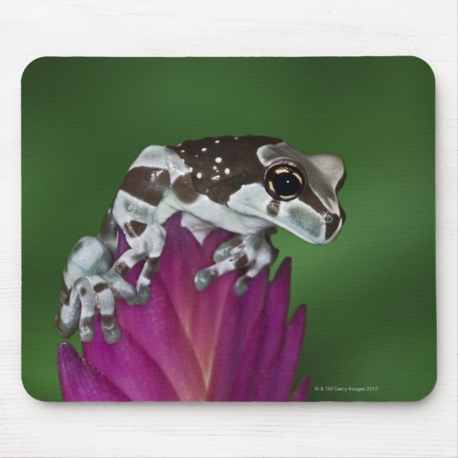 Milk Frog, Trachycephalus resinifictrix Mouse Pad (Front)