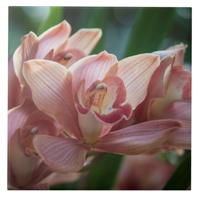 Milk Tea Orchid Tile (Front)
