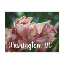 Milk Tea Orchid Washington, D.C