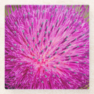 Milk thistle closeup glass coaster