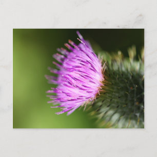 Milk Thistle Purple Wildflower Postcard