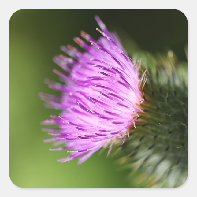 Milk Thistle Purple Wildflower Square Sticker (Front)