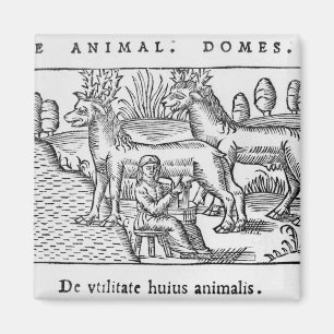 Milking reindeers magnet