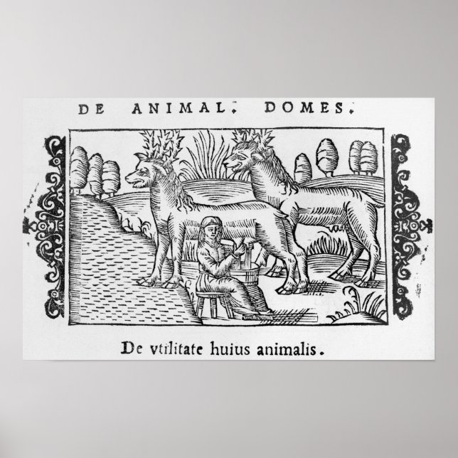 Milking reindeers poster (Front)