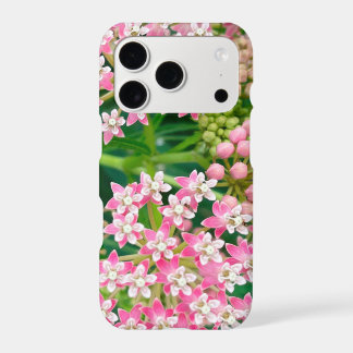 Milkweed aka Asclepias Summer Blooms