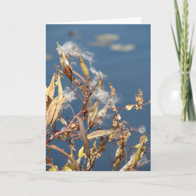 Milkweed at the Nature Area Card (Front)