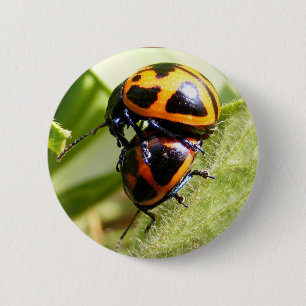 Milkweed Beetles ~ button