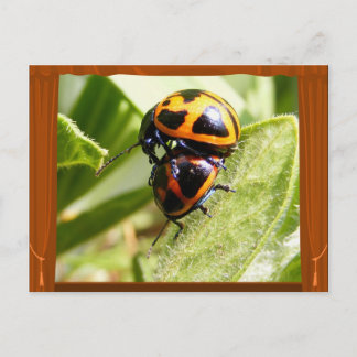 Milkweed Beetles ~ postcard