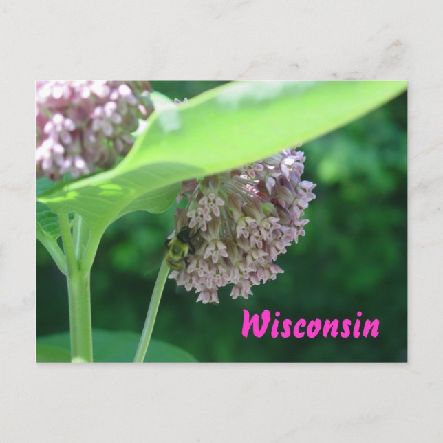 Milkweed Blooms Postcard (Front)