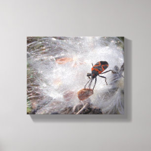 Milkweed Bug on Milkweed Down Canvas Print