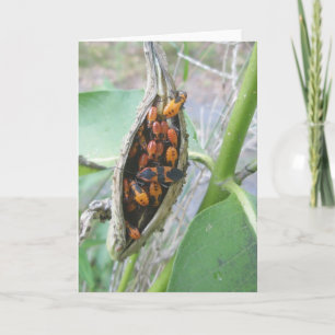 Milkweed Bugs Family Note Card